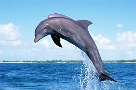 Image result for diving dophin